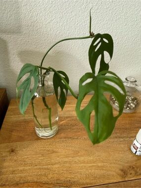 Long Rooted Green Monstera Adansonii (Swiss Cheese Plant) stem bundle